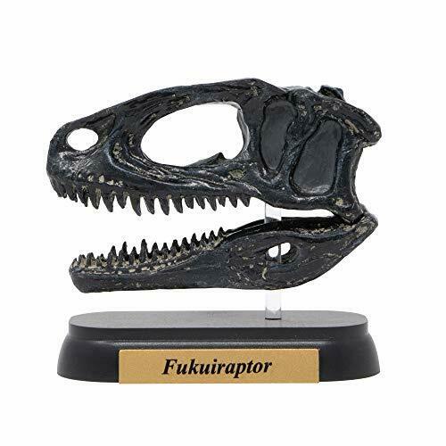 Dinosaur Fukuiraptor Skull Mini Model Fdw-510- Japan Figure Store - #1 Bring To You The Best Japanese Goods