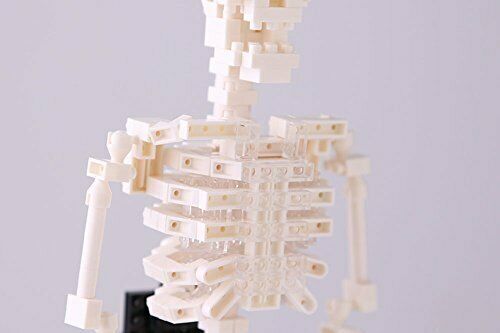 Nanoblock Human Skeleton Nbm014- Japan Figure Store - #1 Bring To You The Best Japanese Goods