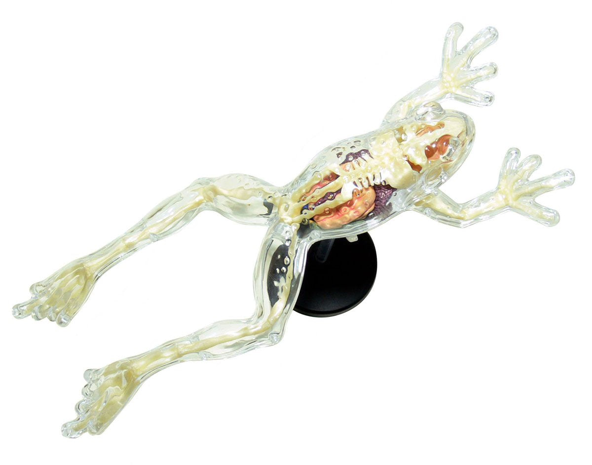 AOSHIMA 88371 4D Vision No.13 Frog Anatomy Model Non-Scale Kit- Japan Figure Store - #1 Bring To You The Best Japanese Goods