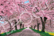 Epoch 1000-Piece Jigsaw Puzzle Japanese Landscape Cherry Blossoms 50X75Cm