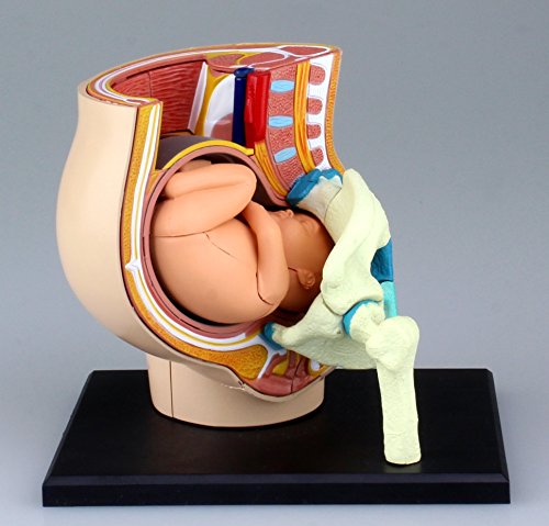 AOSHIMA - 78150 4D Vision Human Anatomy Model No.6 Pregnancy Pelvis Non-Scale Kit- Japan Figure Store - #1 Bring To You The Best Japanese Goods