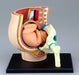 AOSHIMA - 78150 4D Vision Human Anatomy Model No.6 Pregnancy Pelvis Non-Scale Kit- Japan Figure Store - #1 Bring To You The Best Japanese Goods