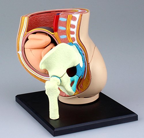 AOSHIMA - 78150 4D Vision Human Anatomy Model No.6 Pregnancy Pelvis Non-Scale Kit- Japan Figure Store - #1 Bring To You The Best Japanese Goods