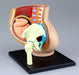 AOSHIMA - 78150 4D Vision Human Anatomy Model No.6 Pregnancy Pelvis Non-Scale Kit- Japan Figure Store - #1 Bring To You The Best Japanese Goods