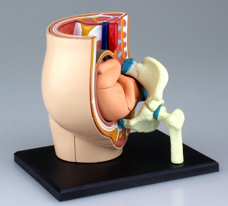 AOSHIMA - 78150 4D Vision Human Anatomy Model No.6 Pregnancy Pelvis Non-Scale Kit- Japan Figure Store - #1 Bring To You The Best Japanese Goods