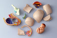 AOSHIMA - 78150 4D Vision Human Anatomy Model No.6 Pregnancy Pelvis Non-Scale Kit- Japan Figure Store - #1 Bring To You The Best Japanese Goods