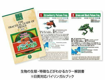 Colorata Real Figure Box The Plactical Guide Of Frogs- Japan Figure Store - #1 Bring To You The Best Japanese Goods