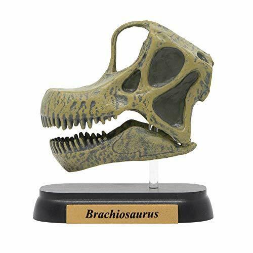 Dinosaur Brachiosaurus Skull Mini Model Fdw-506- Japan Figure Store - #1 Bring To You The Best Japanese Goods