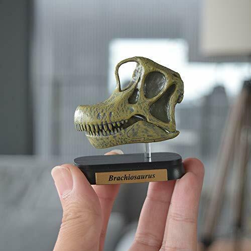 Dinosaur Brachiosaurus Skull Mini Model Fdw-506- Japan Figure Store - #1 Bring To You The Best Japanese Goods