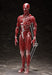 Freeing Figma Human Anatomical Model Pvc Figure Complete Model Made In Japan- Japan Figure Store - #1 Bring To You The Best Japanese Goods