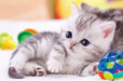 Beverly Jigsaw Puzzle L74-147 Pretty Pet Kitty Cat (150 L-Pieces) Cute Pet Puzzle- Japan Figure Store - #1 Bring To You The Best Japanese Goods