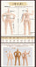 Genesis Piccodo Body8 Plus Deformed Doll Body Pic D003Pw Japan Pure Whitey- Japan Figure Store - #1 Bring To You The Best Japanese Goods