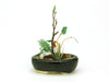 PLATZ Bonn03 The Bonsai Kobanbachi Planting Black 1/12 Scale Finished Model- Japan Figure Store - #1 Bring To You The Best Japanese Goods