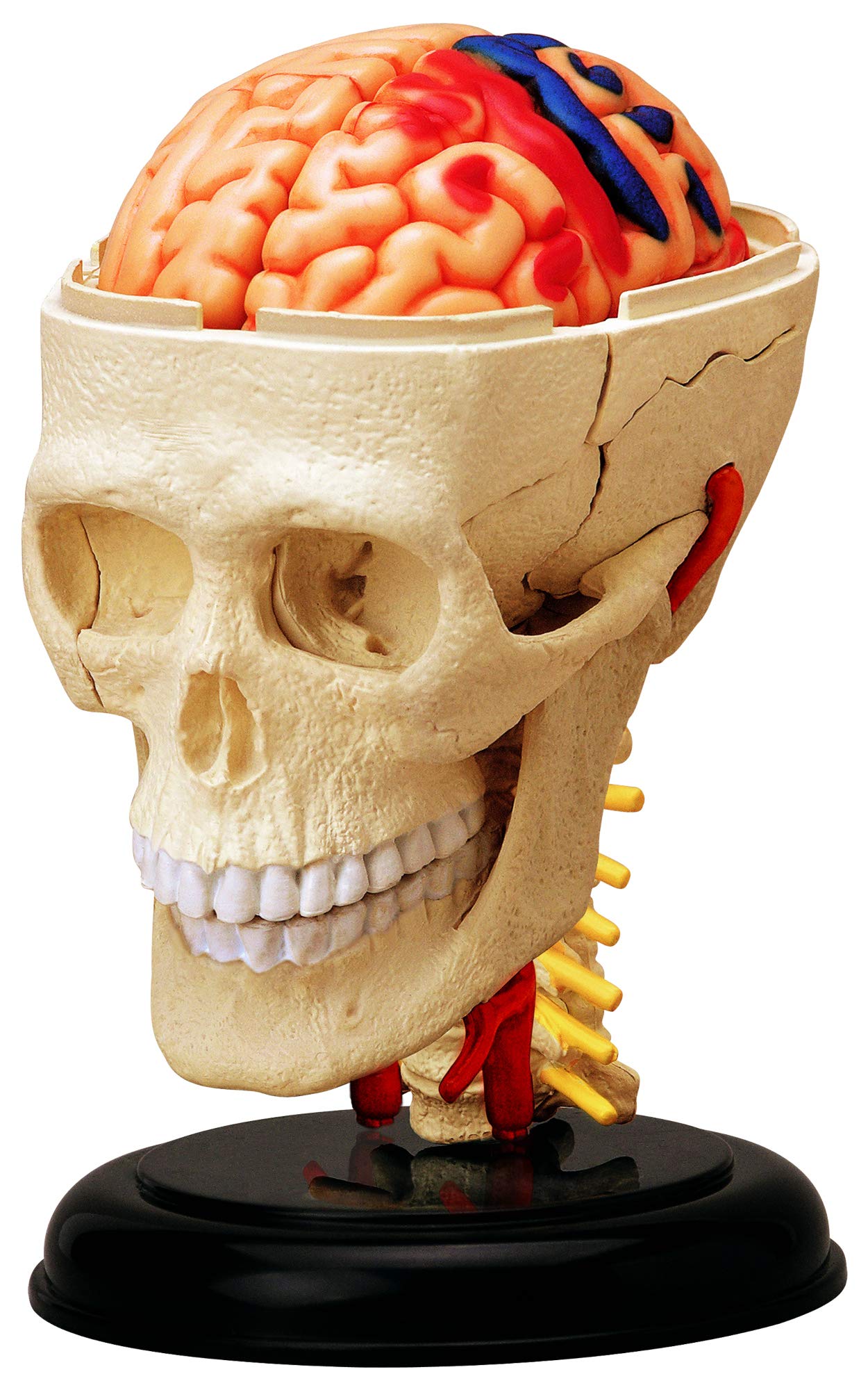 AOSHIMA 87176 4D Vision Human Anatomy Model No.4 Cranial Nerve Skull Non-Scale- Japan Figure Store - #1 Bring To You The Best Japanese Goods