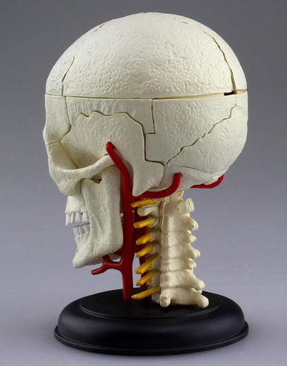 AOSHIMA 87176 4D Vision Human Anatomy Model No.4 Cranial Nerve Skull Non-Scale- Japan Figure Store - #1 Bring To You The Best Japanese Goods