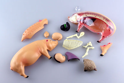 AOSHIMA 78211 4D Vision No.1 Pig Anatomy Model Non-Scale Kit- Japan Figure Store - #1 Bring To You The Best Japanese Goods
