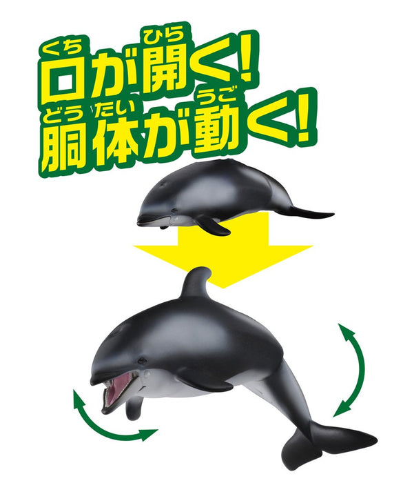 Takara Tomy Ania AS-19 White-Faced Dolphin Realistic Toy Suitable Ages 3 and Up Safety Certified- Japan Figure Store - #1 Bring To You The Best Japanese Goods