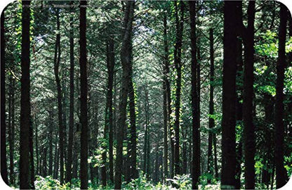 Tomytec Sawmill Truck Set - Limited Edition Diorama Supplies from The Truck Collection- Japan Figure Store - #1 Bring To You The Best Japanese Goods