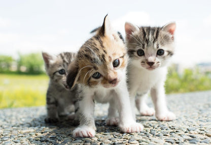 Yanoman 108Pc Jigsaw Puzzle Why Why Why? 26X38cm- Japan Figure Store - #1 Bring To You The Best Japanese Goods